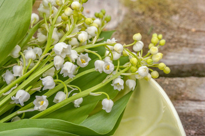 Ingredient Spotlight:  Muguet