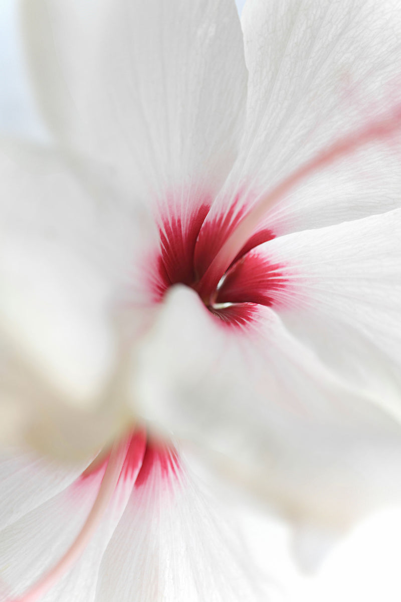 close up of white and pink hibiscus flower