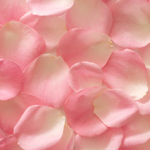 close up of pink and white rose petals