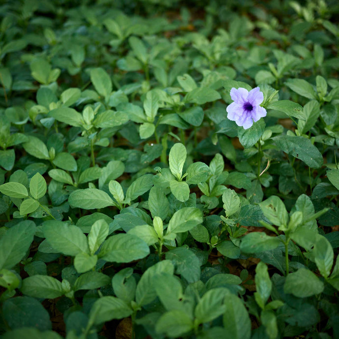 close up of purple flower among blanket of green leaves